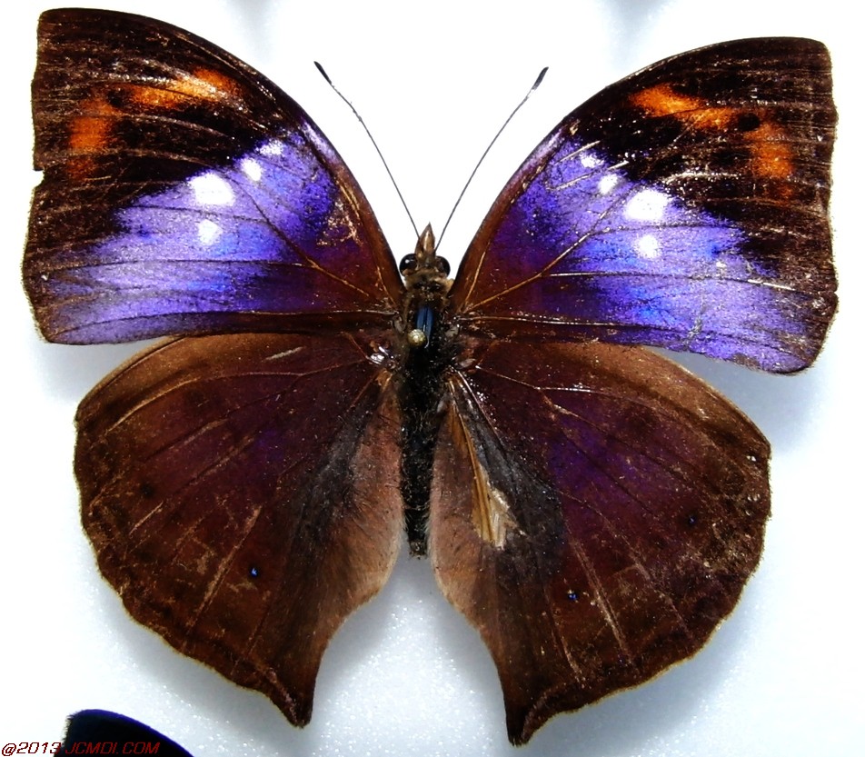Kallima rumia male